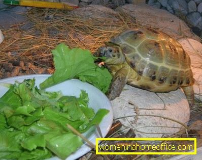 Mit kell táplálni a teknősök?