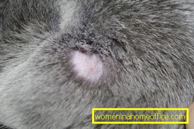 Mit néz ki a csíra a macskákban: a fertőzés fő jelei