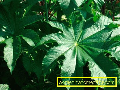 Zanzibar Castor Bean: Magról termesztett