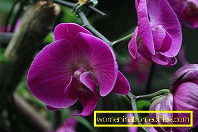 Phalaenopsis orchideák: otthoni gondozás
