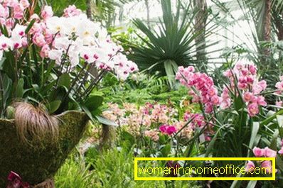Hogyan kell gondoskodni a Phalaenopsis orchidea?